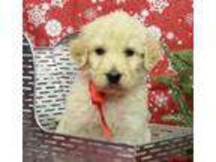 Goldendoodle Puppy for sale in Park City, KY, USA