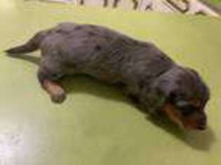 Dachshund Puppy for sale in Lincolnwood, IL, USA