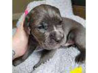 Cane Corso Puppy for sale in Oak Grove, MO, USA