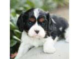 Cavalier King Charles Spaniel Puppy for sale in Denair, CA, USA