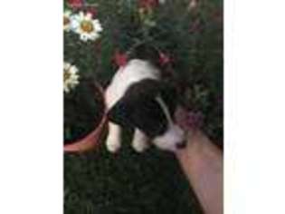 Jack Russell Terrier Puppy for sale in Woody, CA, USA