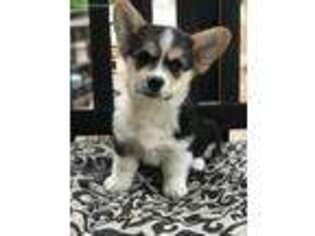 Pembroke Welsh Corgi Puppy for sale in Waxahachie, TX, USA