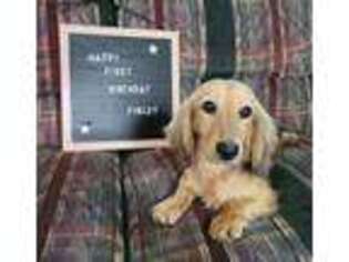 Dachshund Puppy for sale in Shelby, OH, USA