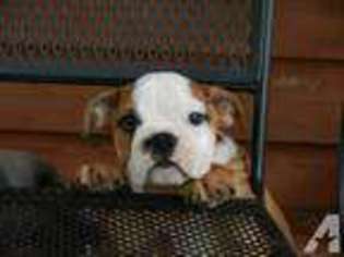 Bulldog Puppy for sale in MARBLE FALLS, AR, USA