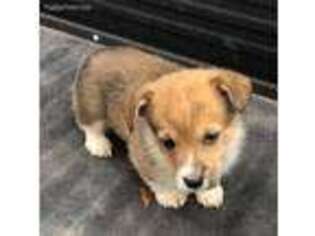 Pembroke Welsh Corgi Puppy for sale in Benson, NC, USA