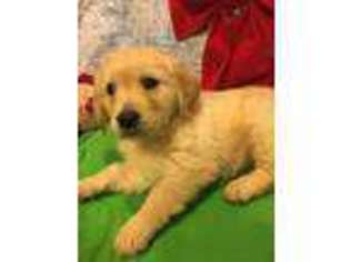 Golden Retriever Puppy for sale in Montgomery City, MO, USA