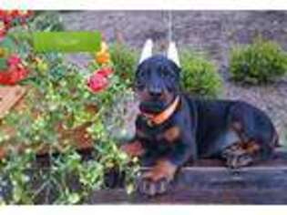 Doberman Pinscher Puppy for sale in Paradise, PA, USA