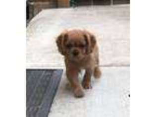 Cavalier King Charles Spaniel Puppy for sale in Riverbank, CA, USA