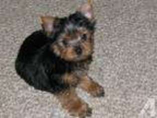 Yorkshire Terrier Puppy for sale in STAPLETON, AL, USA