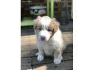 Border Collie Puppy for sale in Haleyville, AL, USA
