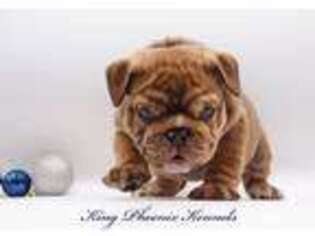Bulldog Puppy for sale in Youngstown, OH, USA