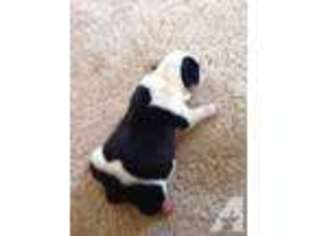 Bulldog Puppy for sale in QUEEN CITY, TX, USA