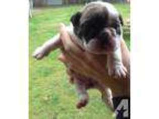 Bulldog Puppy for sale in ROCHESTER, WA, USA