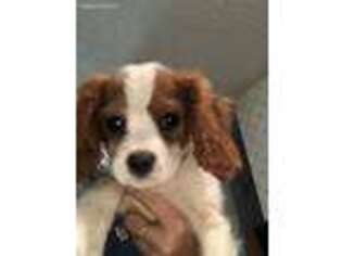 Cavalier King Charles Spaniel Puppy for sale in Eugene, OR, USA