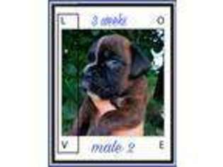 Boxer Puppy for sale in Lawton, OK, USA