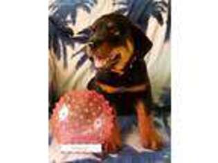 Rottweiler Puppy for sale in Spanaway, WA, USA