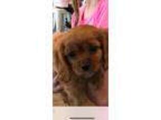 Cavalier King Charles Spaniel Puppy for sale in Greenville, MS, USA