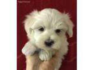 Maltese Puppy for sale in Buhl, ID, USA