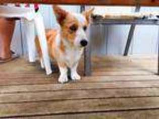 Cardigan Welsh Corgi Puppy for sale in Auburn, WA, USA