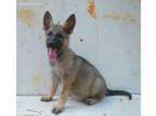 German Shepherd Dog Puppy for sale in Athens, GA, USA