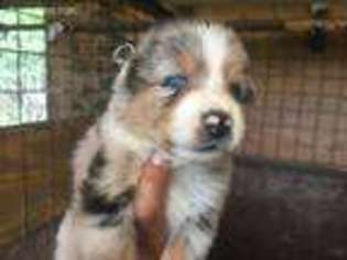 Mutt Puppy for sale in Brazoria, TX, USA