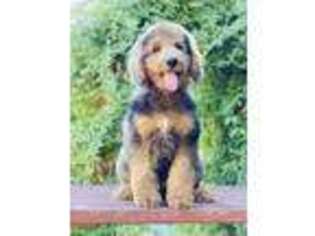 Goldendoodle Puppy for sale in Kelso, WA, USA