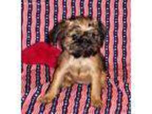 Brussels Griffon Puppy for sale in Bruce, WI, USA