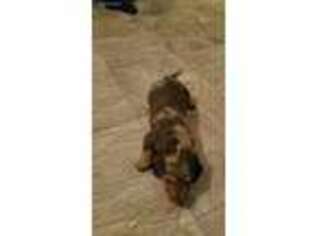 Dachshund Puppy for sale in Eubank, KY, USA
