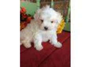 Maltese Puppy for sale in Baileyville, KS, USA