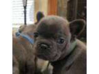 French Bulldog Puppy for sale in Huffman, TX, USA