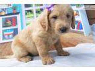 Labradoodle Puppy for sale in Nashville, TN, USA