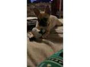 French Bulldog Puppy for sale in Adams, KY, USA