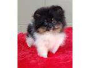 Pomeranian Puppy for sale in San Luis Obispo, CA, USA