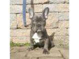 French Bulldog Puppy for sale in Edison, NJ, USA