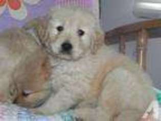 Golden Retriever Puppy for sale in SAINT PAULS, NC, USA