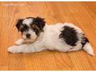 Biewer Terrier Puppy for sale in Keswick, VA, USA