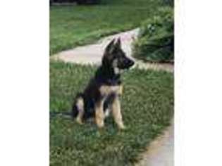 German Shepherd Dog Puppy for sale in Roanoke, IN, USA