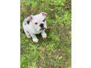 Bulldog Puppy for sale in Lexington, SC, USA