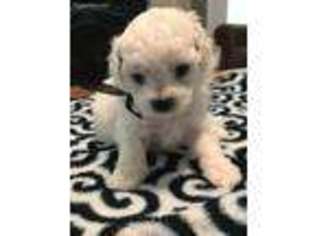 Bichon Frise Puppy for sale in Orchard, TX, USA
