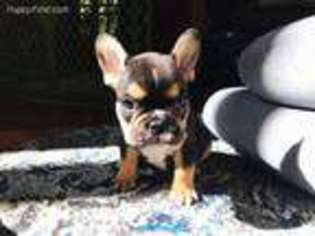 French Bulldog Puppy for sale in Reisterstown, MD, USA
