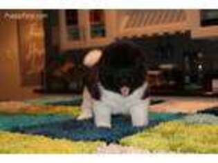 Akita Puppy for sale in Chino Hills, CA, USA