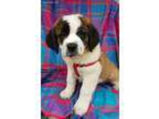 Saint Bernard Puppy for sale in Castle Rock, WA, USA
