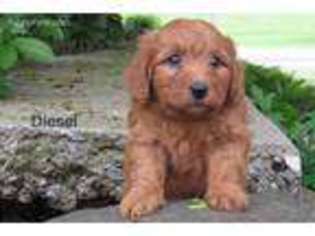 Labradoodle Puppy for sale in Myerstown, PA, USA