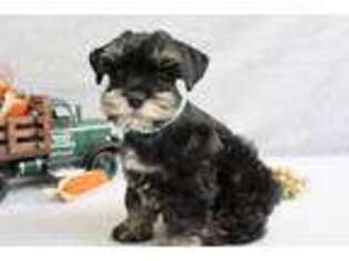 Miniature Pinscher Puppy for sale in Tenaha, TX, USA