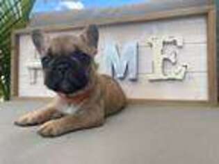 French Bulldog Puppy for sale in Bloomingdale, IL, USA