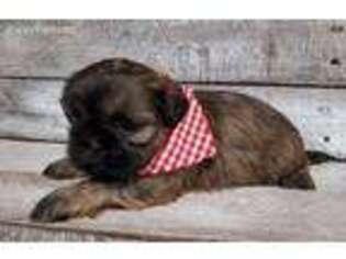 Mutt Puppy for sale in Mc Clure, PA, USA