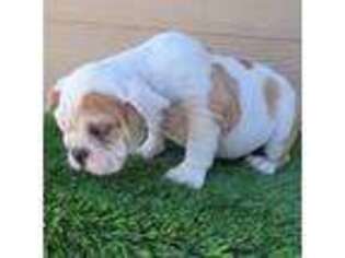 Bulldog Puppy for sale in Stockton, CA, USA