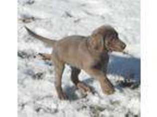 Labrador Retriever Puppy for sale in AMBLER, PA, USA