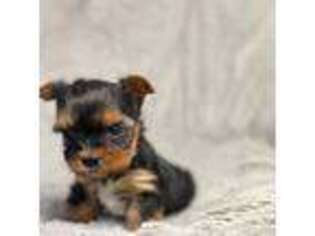 Yorkshire Terrier Puppy for sale in Johnson City, TN, USA