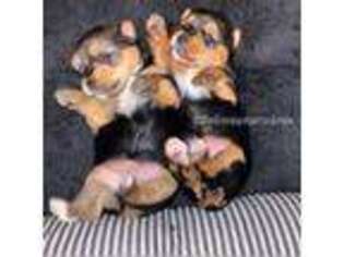 Yorkshire Terrier Puppy for sale in White Marsh, MD, USA